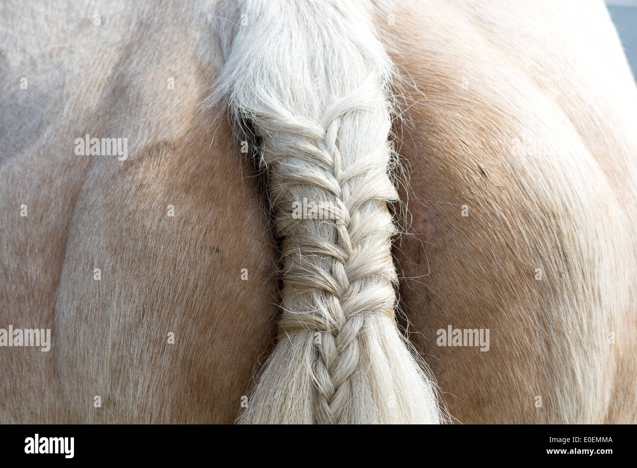 Braided tail of a Palomino horse Stock Photo
