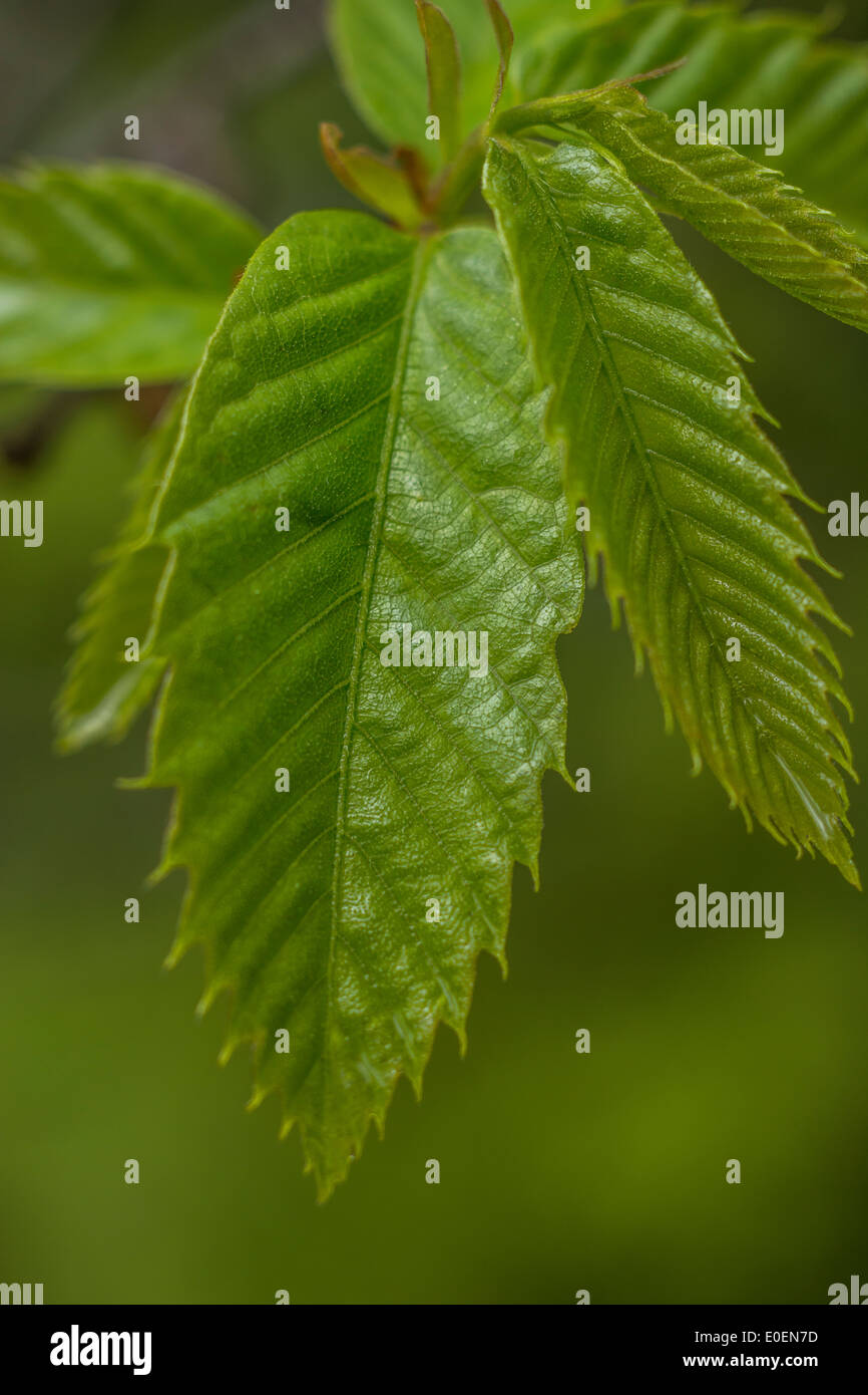 Sweet Chestnut / Castanea sativa young leaves of the tree that