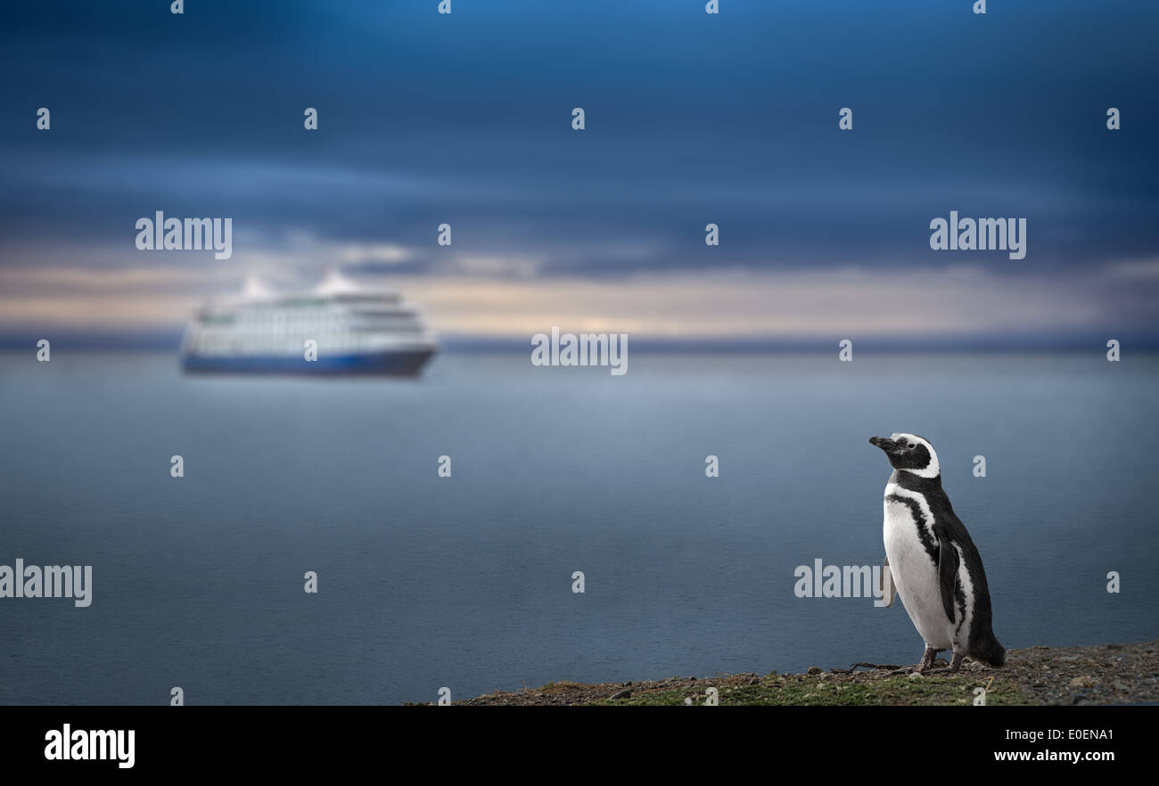 Penguin and Cruise Ship in Patagonia. Awe inspiring travel image. High definition image. Stock Photo