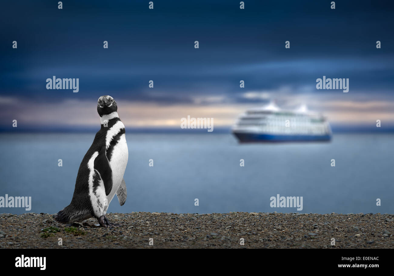 Penguin and Cruise in Patagonia. Awe Inspiring Travel Image. High definition image. Stock Photo