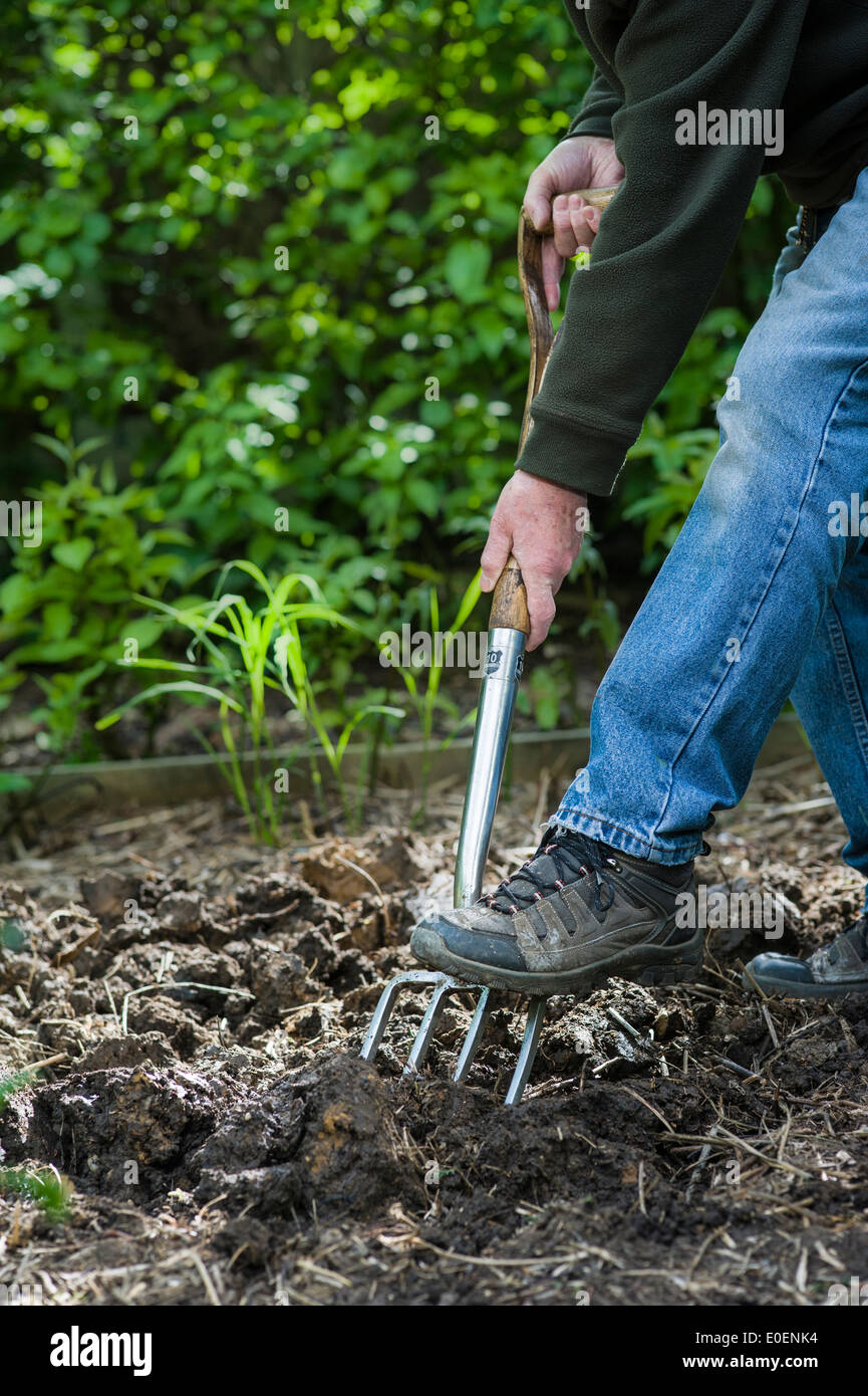 Adult male digging over garden soil Stock Photo Alamy