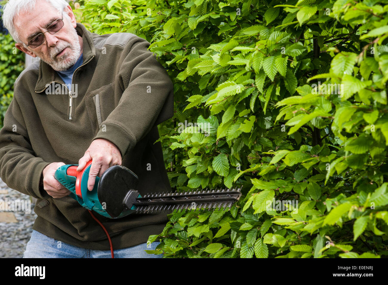 A senior man trimming a hedge. Stock Photo