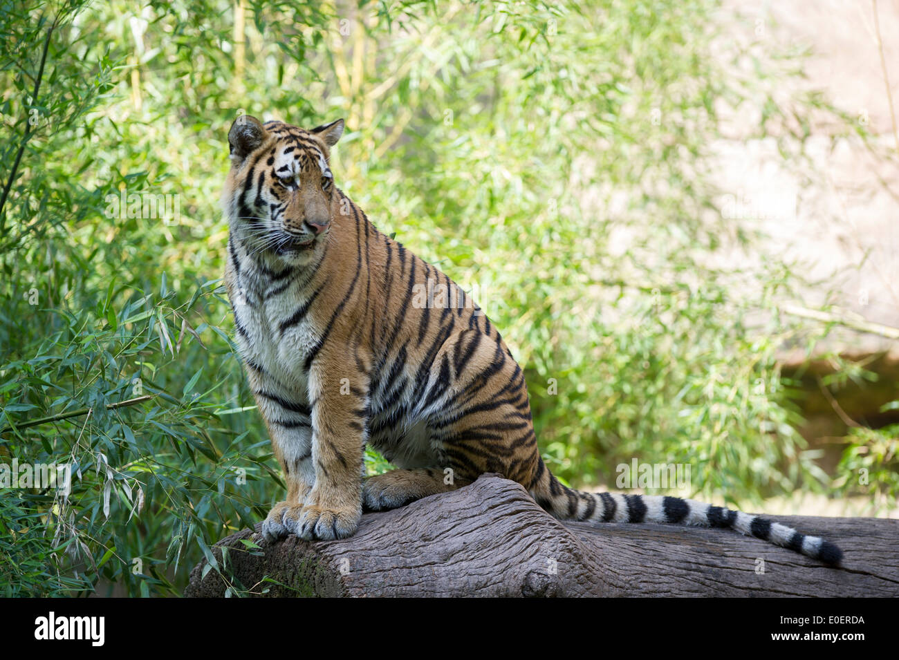 Sibirischer Tiger, Sibirian tiger , Panthera tigris,,swimming,water,schwimmt,wasser, Stock Photo