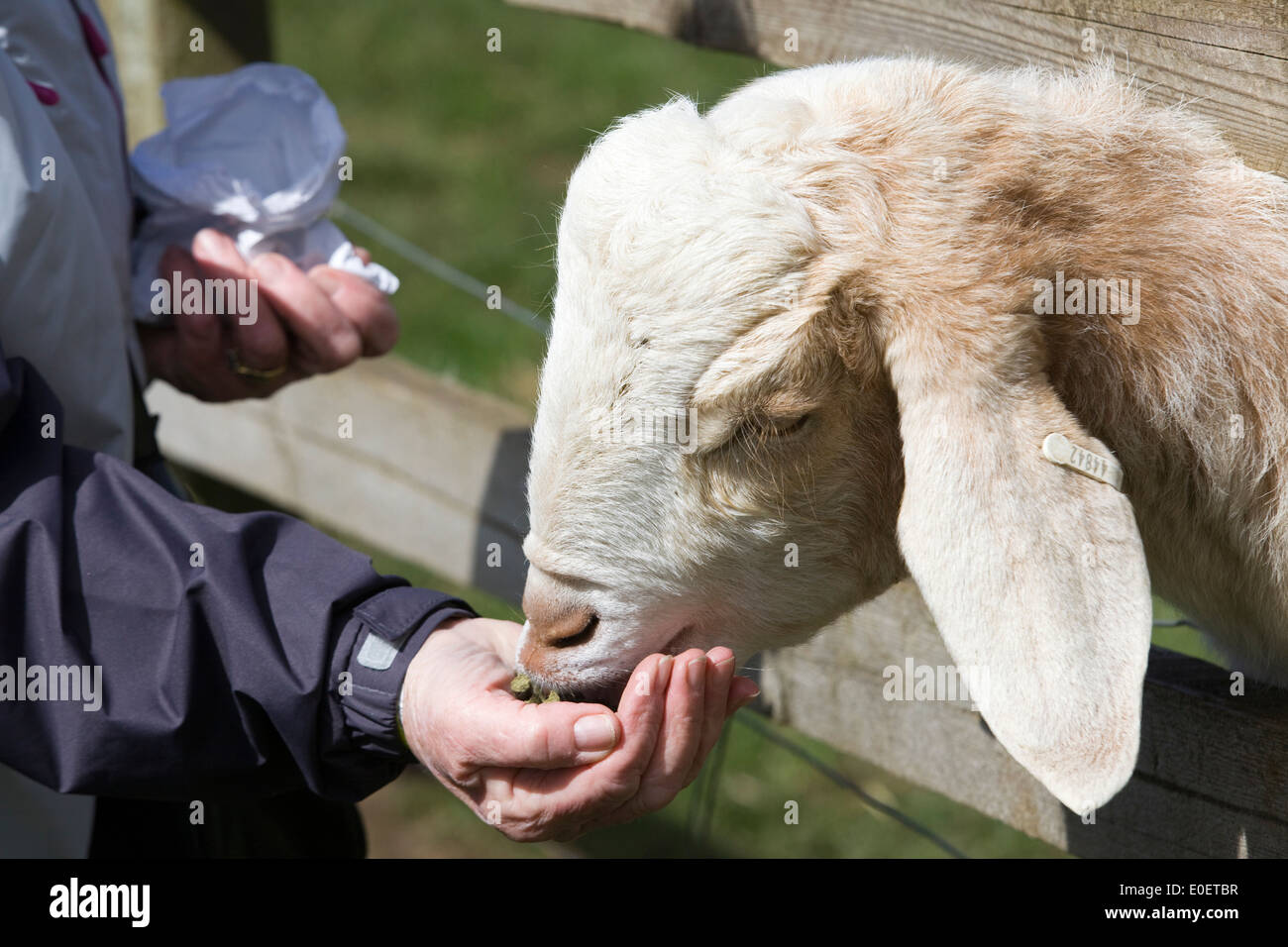 Feeding a goat with pellets by hand hires stock photography and images