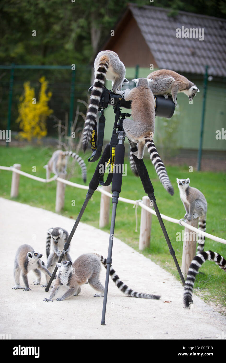 Ring-tailed Lemur (Lemur catta),Katta are testing a Nikon D3 with a 3oomm objectiv Stock Photo