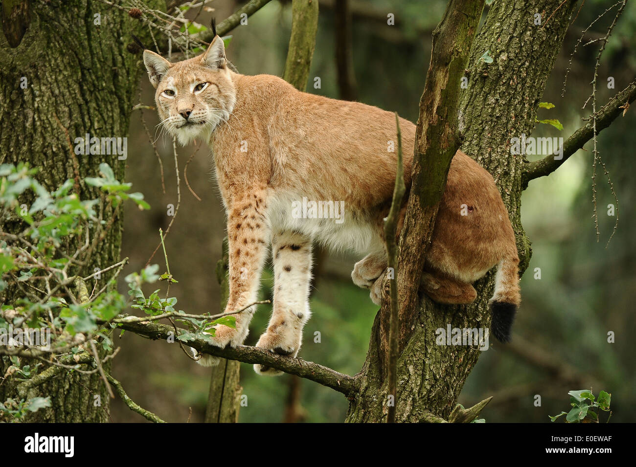 Eurasian Lynx (Lynx lynx) Europäischer Luchs, standing on a tree, Stock Photo