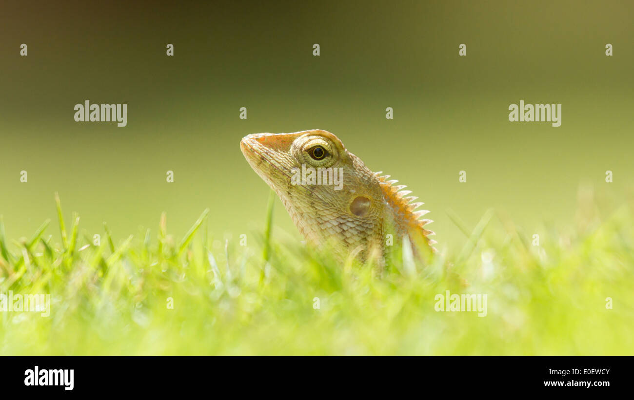 Close up of a lizard in the green grass Stock Photo