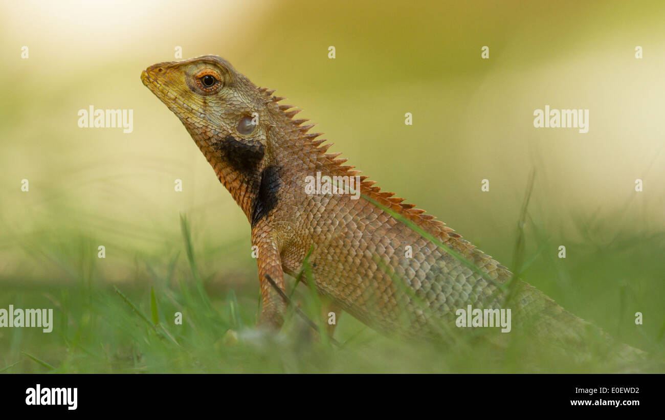 Close up of a lizard in the green grass Stock Photo