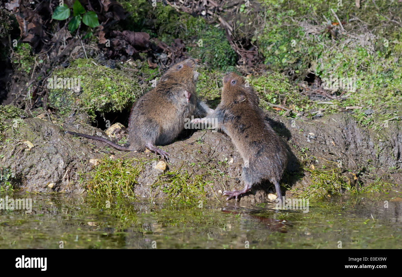 Pair Of Juvenile Water Voles Arvicola terrestris Fighting Beside A