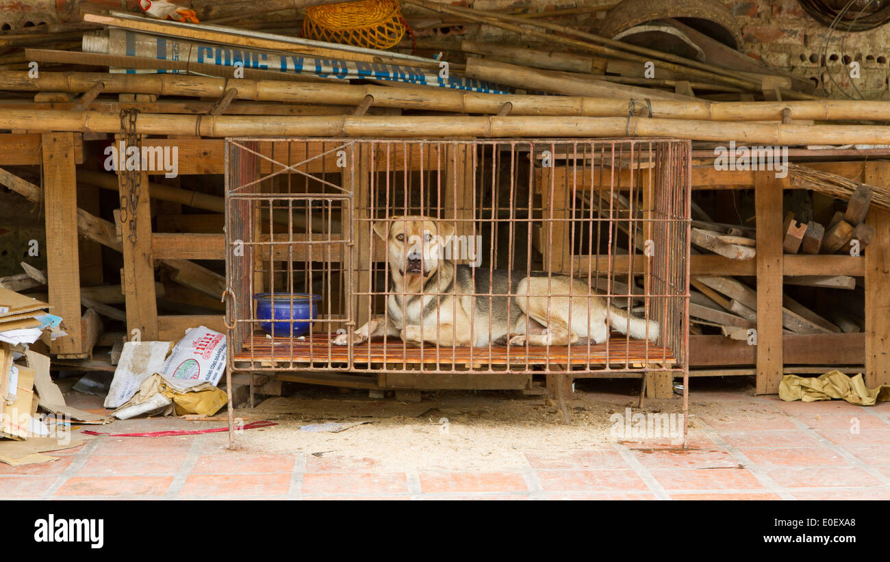 Dog in a cage in Vietnam. In Vietnam dogs are often used for