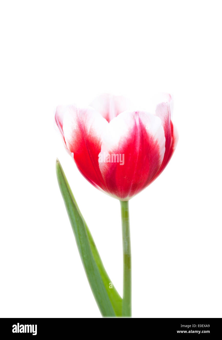 Tulip flower beautiful pink background with a bokeh Stock Photo - Alamy