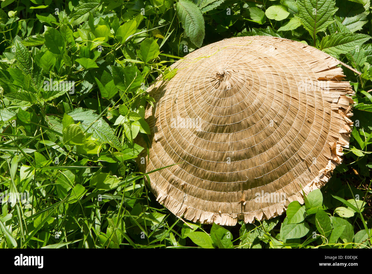 Abandoned asian conical hat isolated on green plants, Vietnam Stock Photo