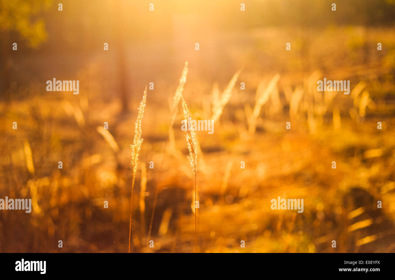 Dry Red Grass Field In Sunset Sunlight. Beautiful Yellow Sunrise Light Over Meadow. Summer In Russia Stock Photo