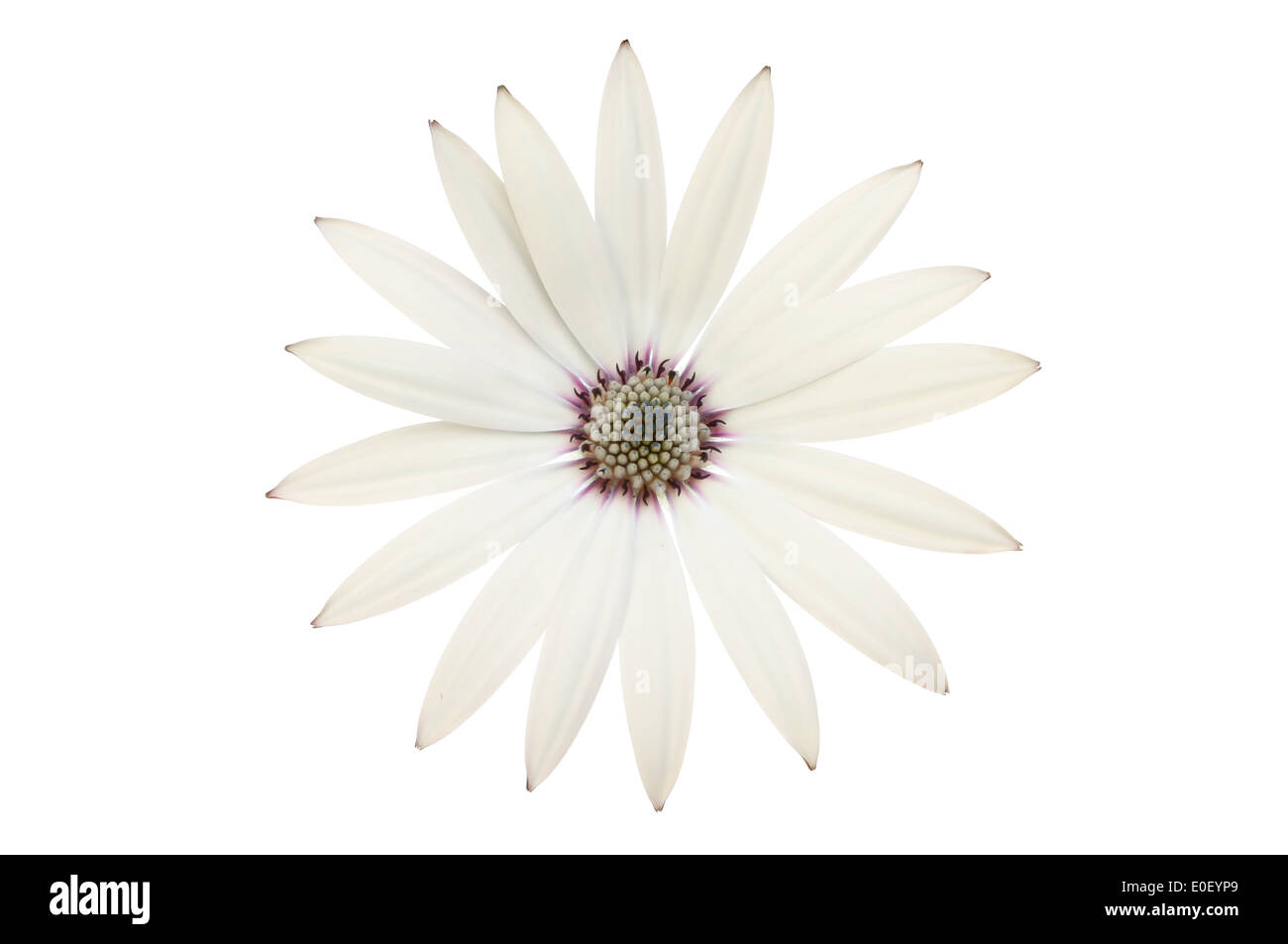 White osteospermum flower isolated against white Stock Photo