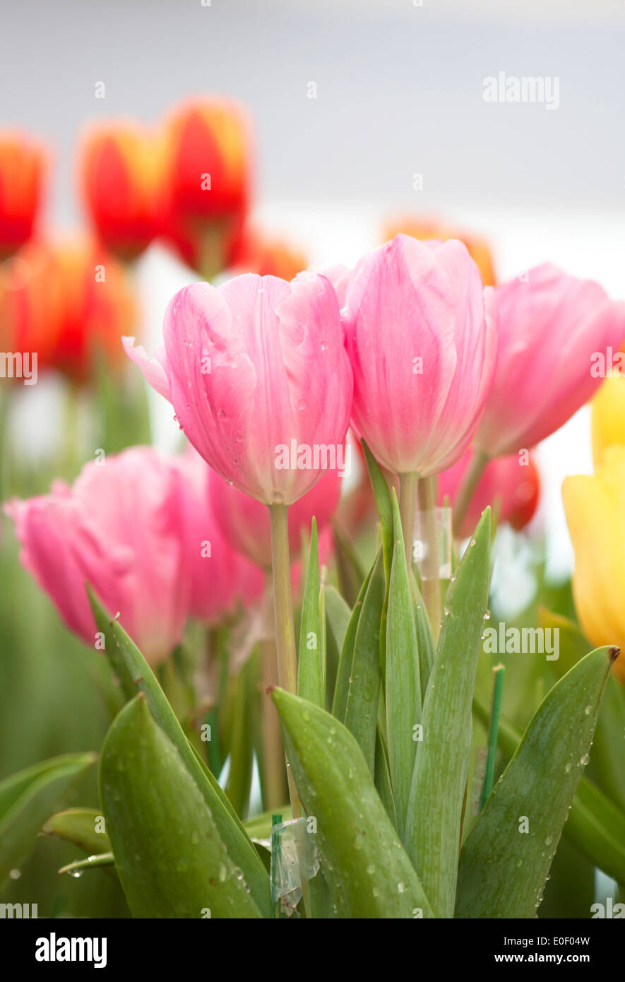 Tulip flower beautiful pink background with a bokeh Stock Photo - Alamy