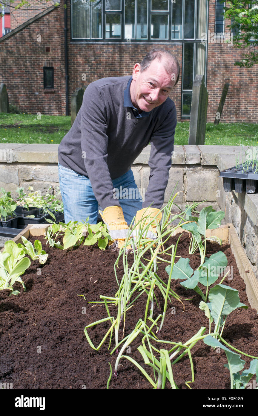 Volunteer from High Grow Darlo Incredible Edibles campaign plants veg in church grounds Darlington north east England UK Stock Photo