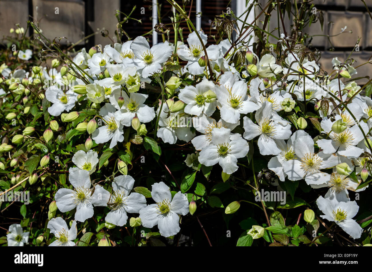White clematis in late Spring/early Summer growing on the railings of a house in Edinburgh's New Town. Stock Photo