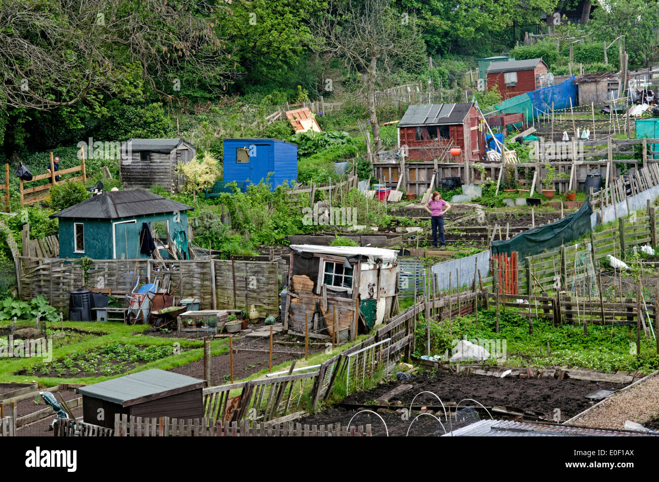 Allotments in Springtime at Warriston,  Edinburgh, Scotland. Stock Photo