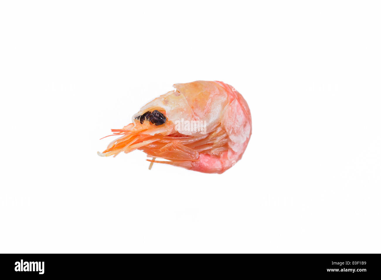 Fresh pink Northern prawn, Pandalus borealis Stock Photo