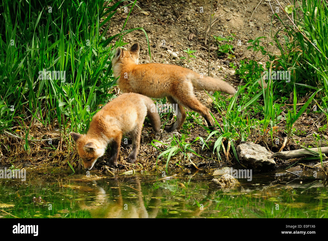 Two Fox kits (pups) playing by waters edge just down a steep slope from