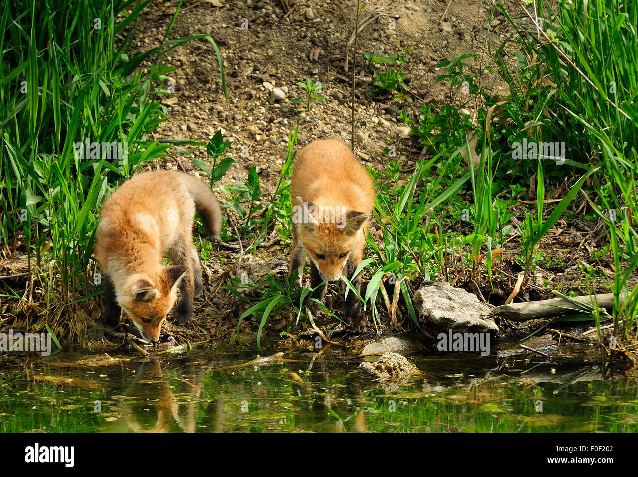 Two Fox kits (pups) playing by waters edge just down a steep slope from their den. (Vulpes