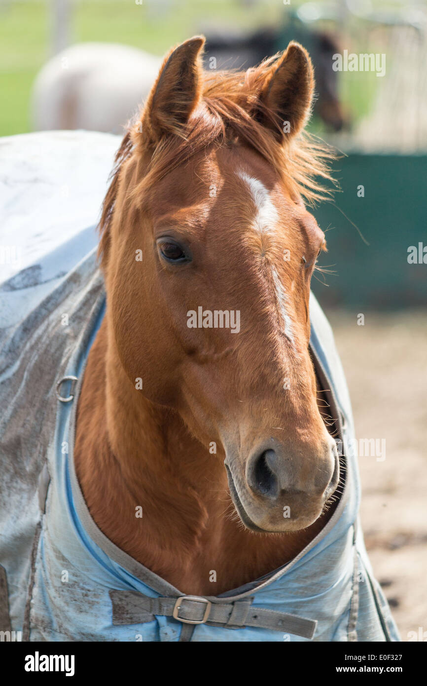 Chestnut horse wearing winter rug blanket looking ahead with ears pricked forward listening and watching Stock Photo