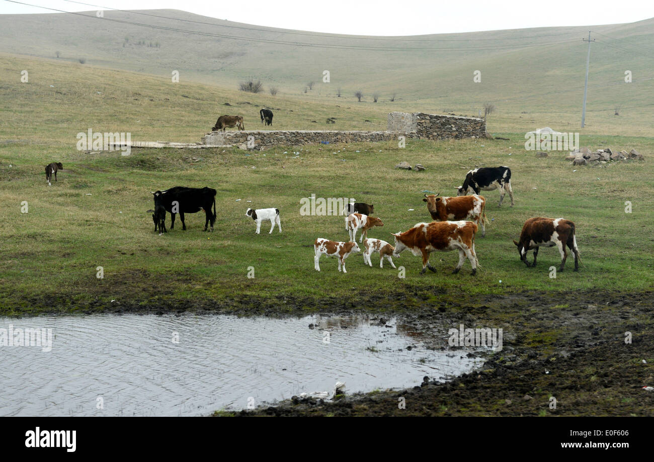 Arxan, China's Inner Mongolia Autonomous Region. 11th May, 2014. Cattles graze on the grassland in Arxan City, north China's Inner Mongolia Autonomous Region, May 11, 2014. © Zhang Ling/Xinhua/Alamy Live News Stock Photo