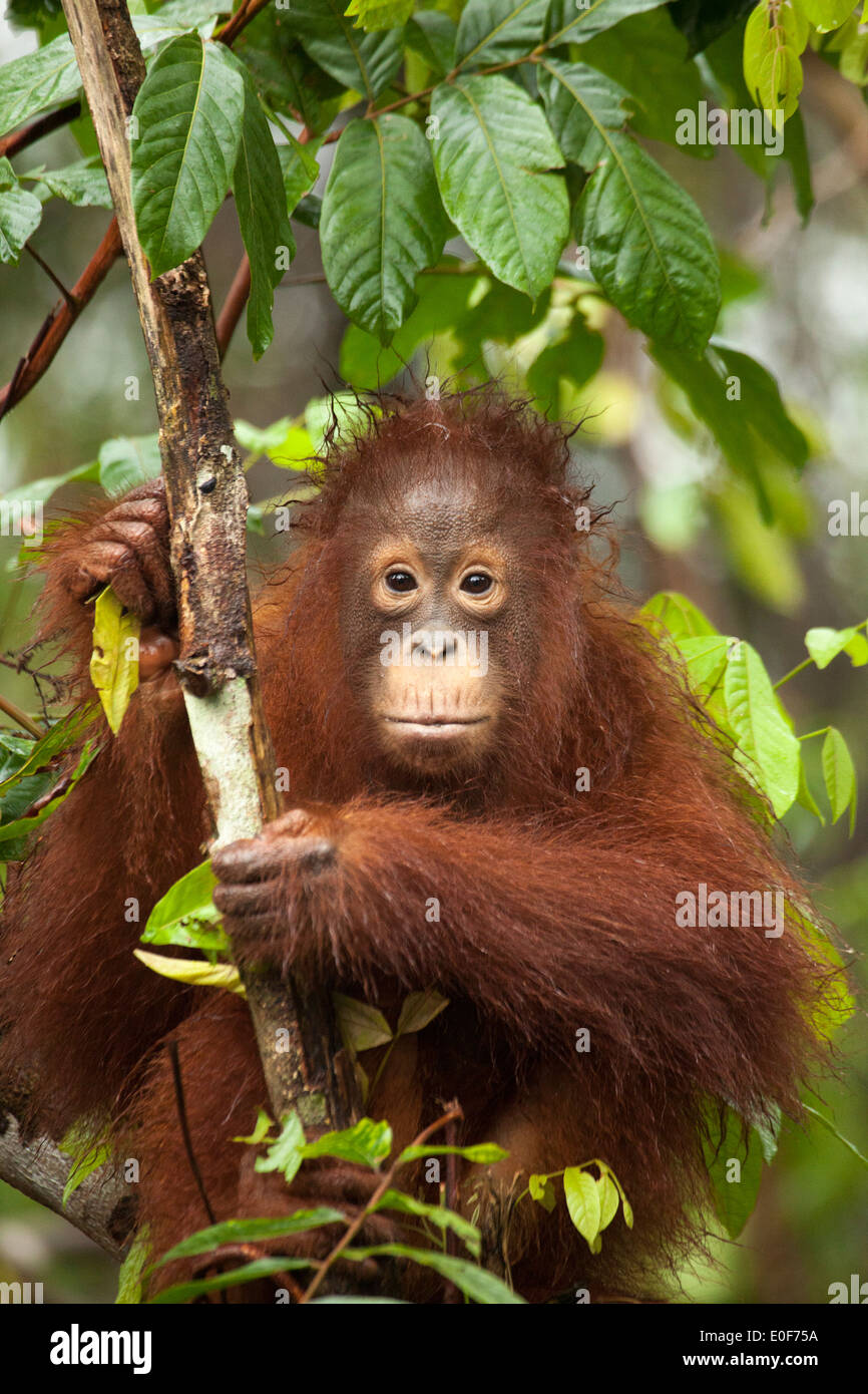 Young wild Bornean Orangutan (Pongo pygmaeus) climbing tree in in forest, fur on top of head is wet from the rain Stock Photo