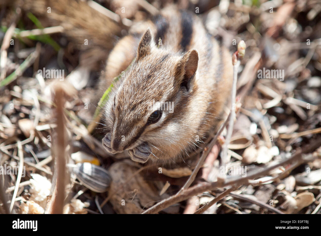 A cute chipmunk. A Least chipmunk (Tamias minimus) feeding on seeds at Whitemud Park and Nature Reserve, Edmonton, Canada. Stock Photo