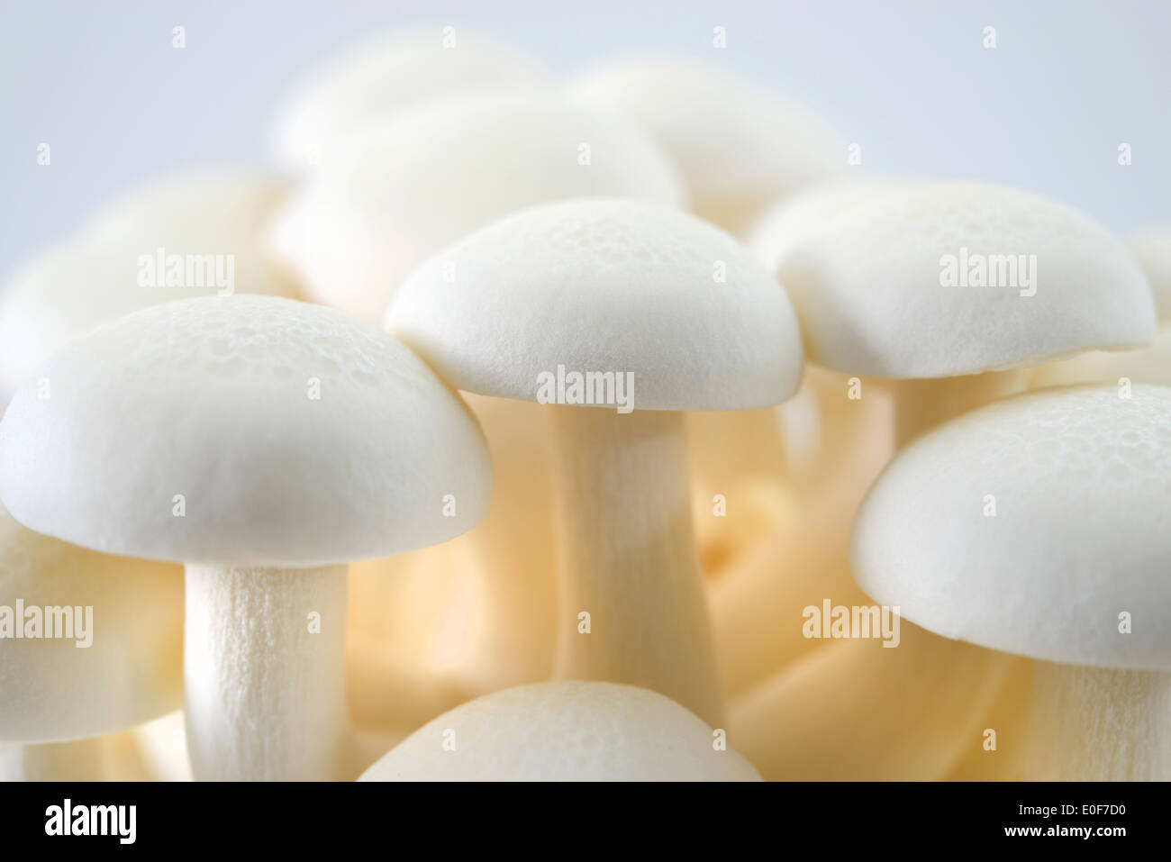 edible white Shimeji mushrooms Stock Photo