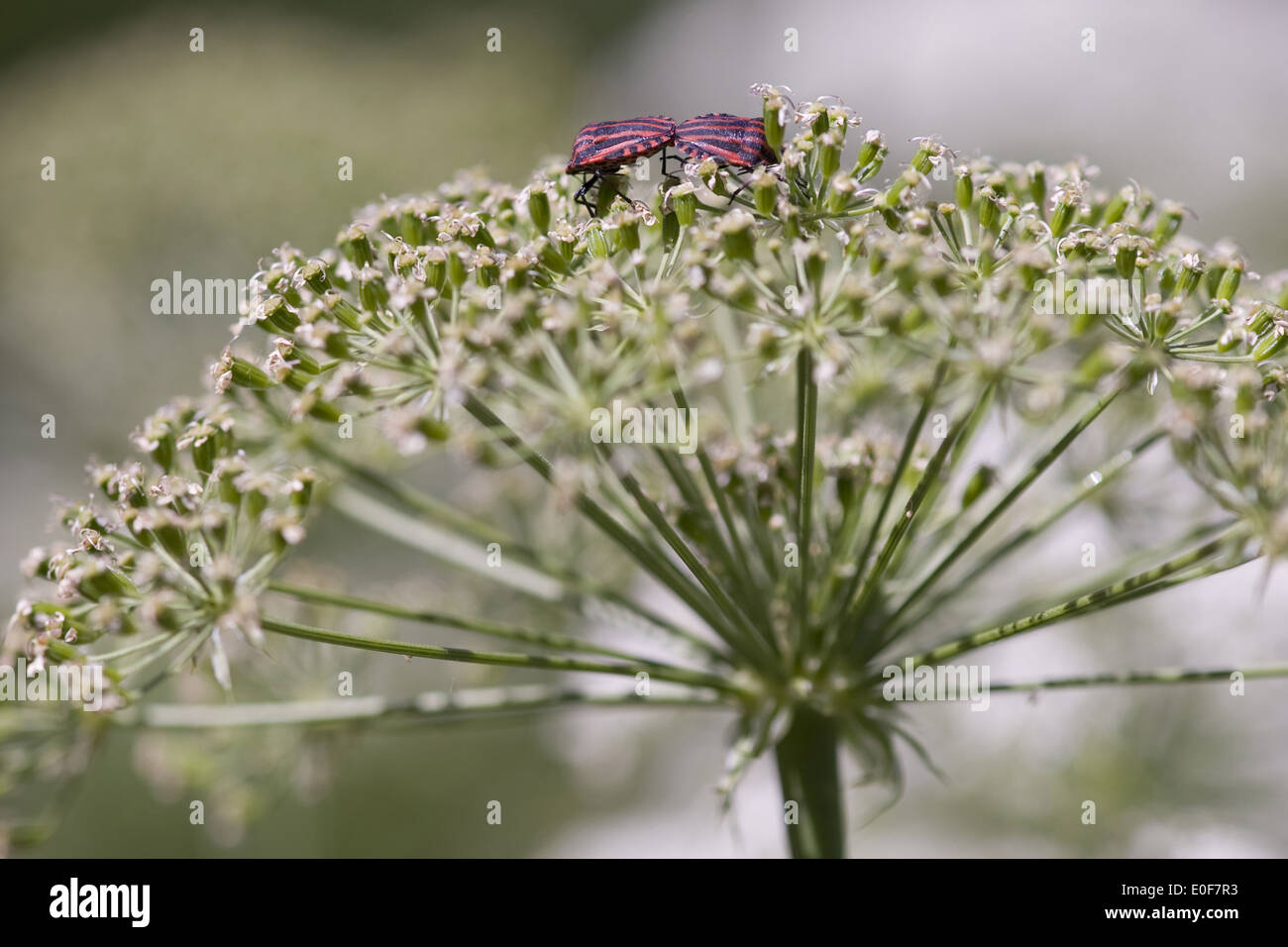 Shield Bugs High Resolution Stock Photography and Images - Alamy