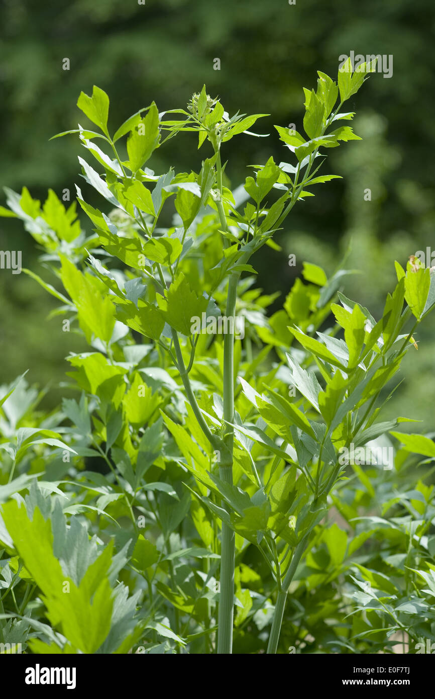 Lovage Levisticum Officinale Stock Photo Alamy