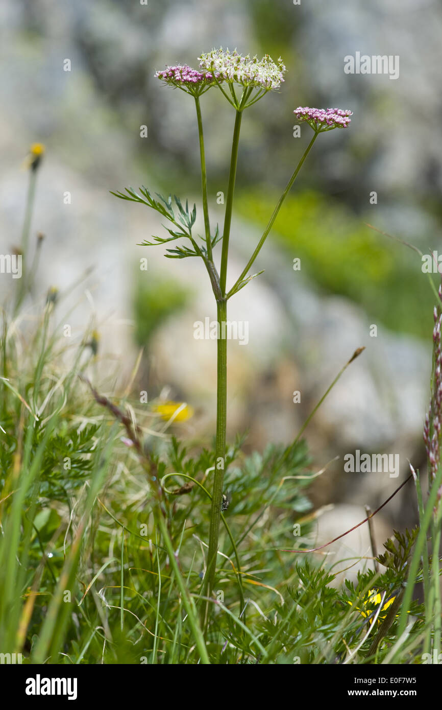 alpine lovage, ligusticum mutellina Stock Photo