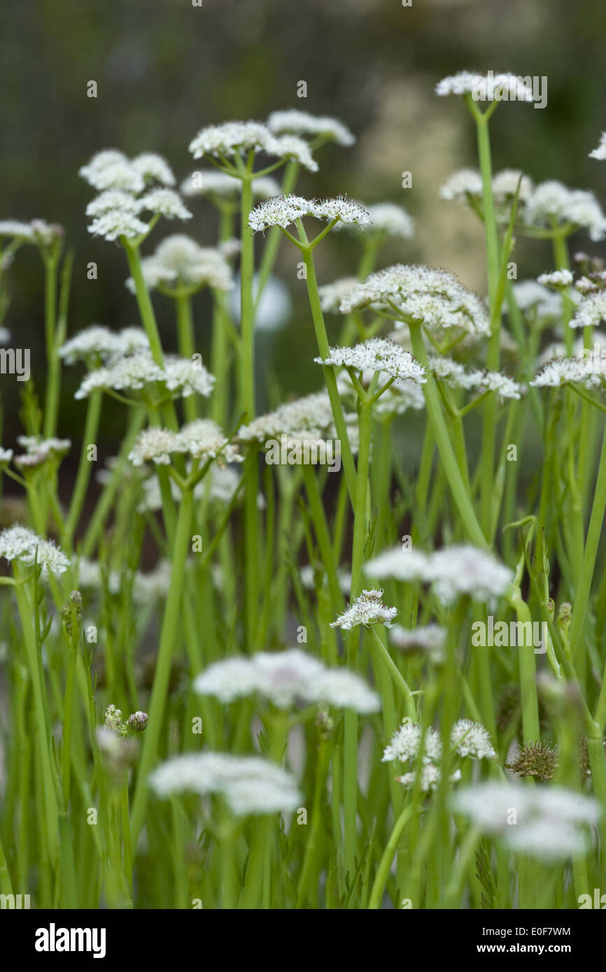 tubular water dropwort, oenanthe fistulosa Stock Photo