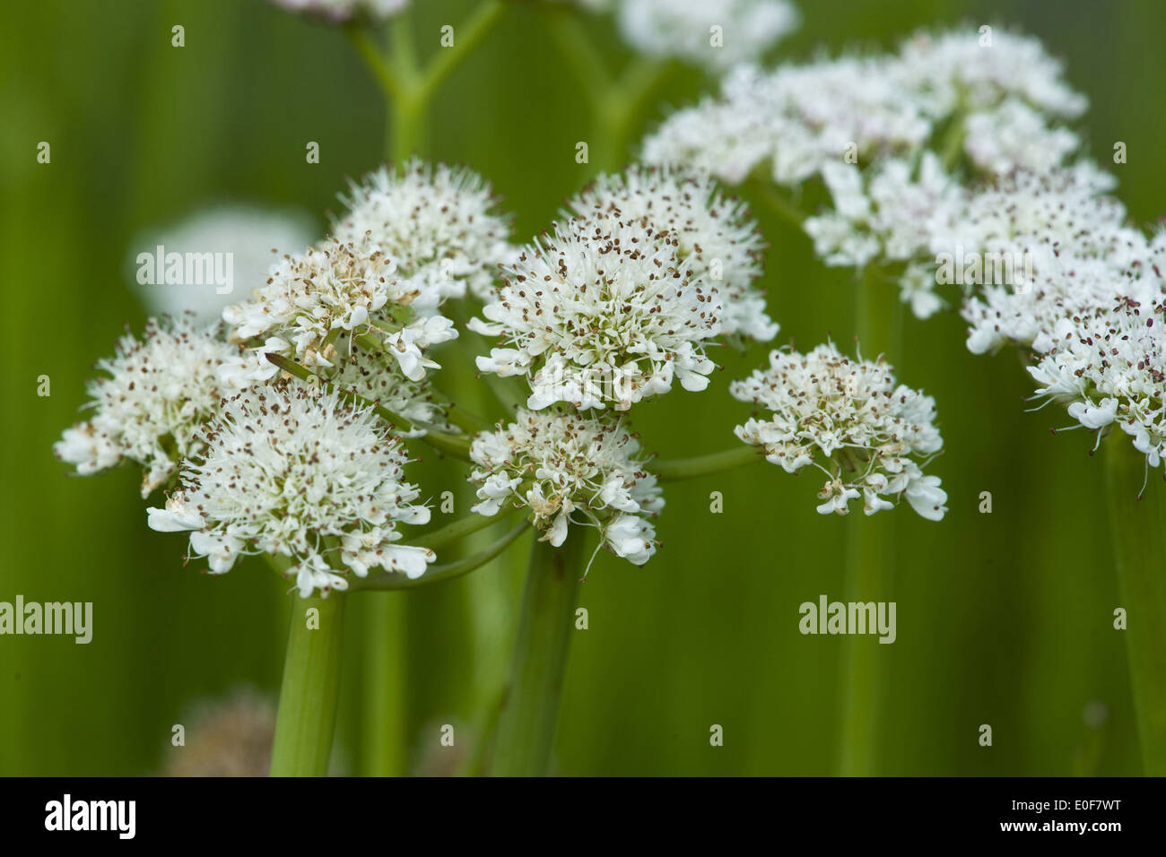 tubular water dropwort, oenanthe fistulosa Stock Photo