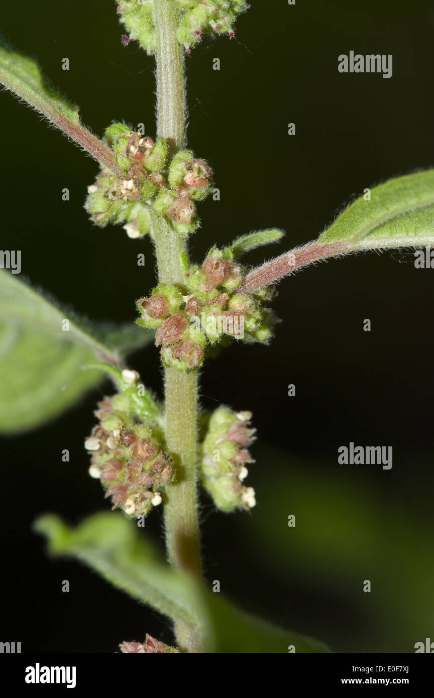 pellitory of the wall, parietaria officinalis Stock Photo