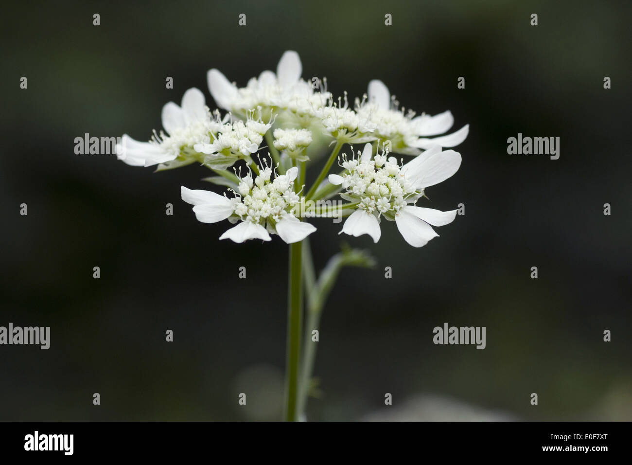 orlaya grandiflora Stock Photo