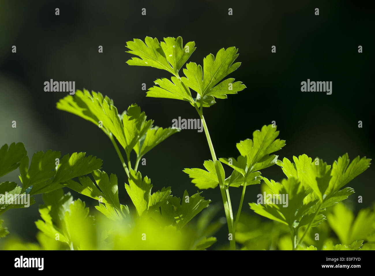 parsley, petroselinum crispum Stock Photo
