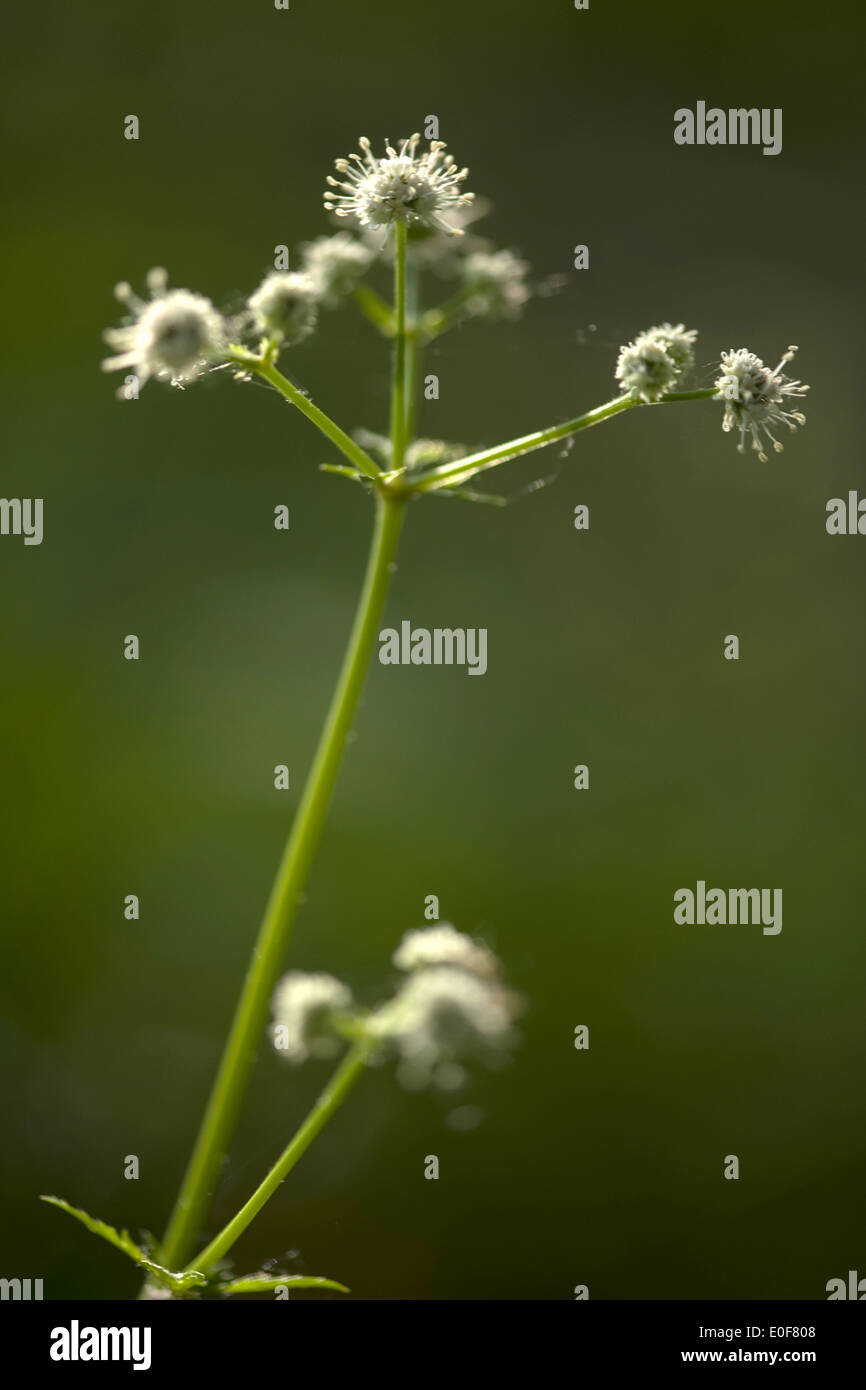 wood sanicle, sanicula europaea Stock Photo Alamy