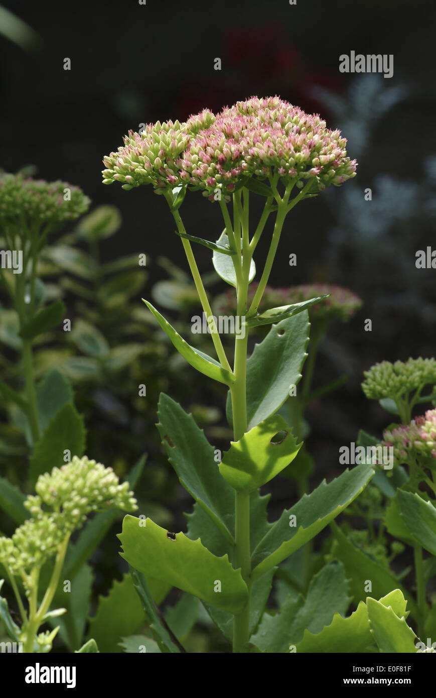 orpine, sedum maximum Stock Photo