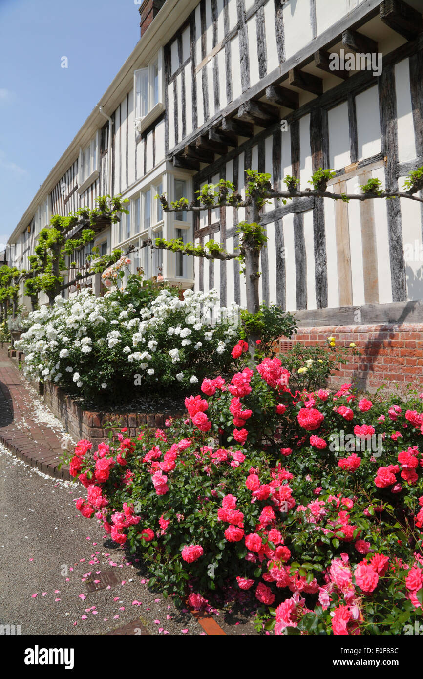 Roses and espaliered trees in Chilham Village Kent England UK Stock Photo