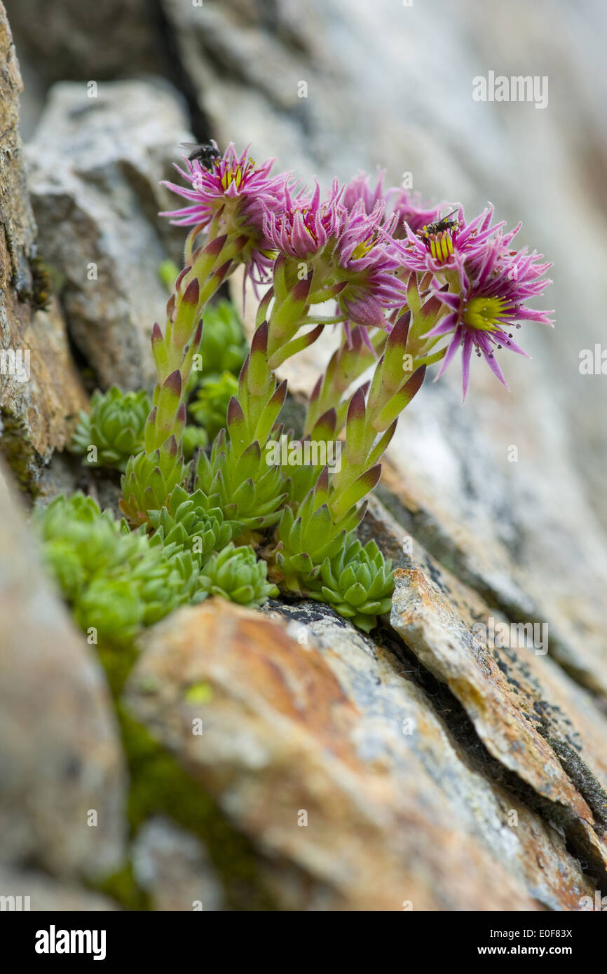 mountain houseleek, sempervivum montanum Stock Photo