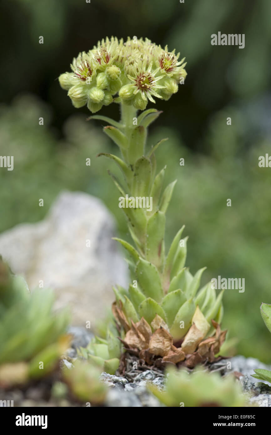 wulfen's houseleek, sempervivum wulfenii Stock Photo