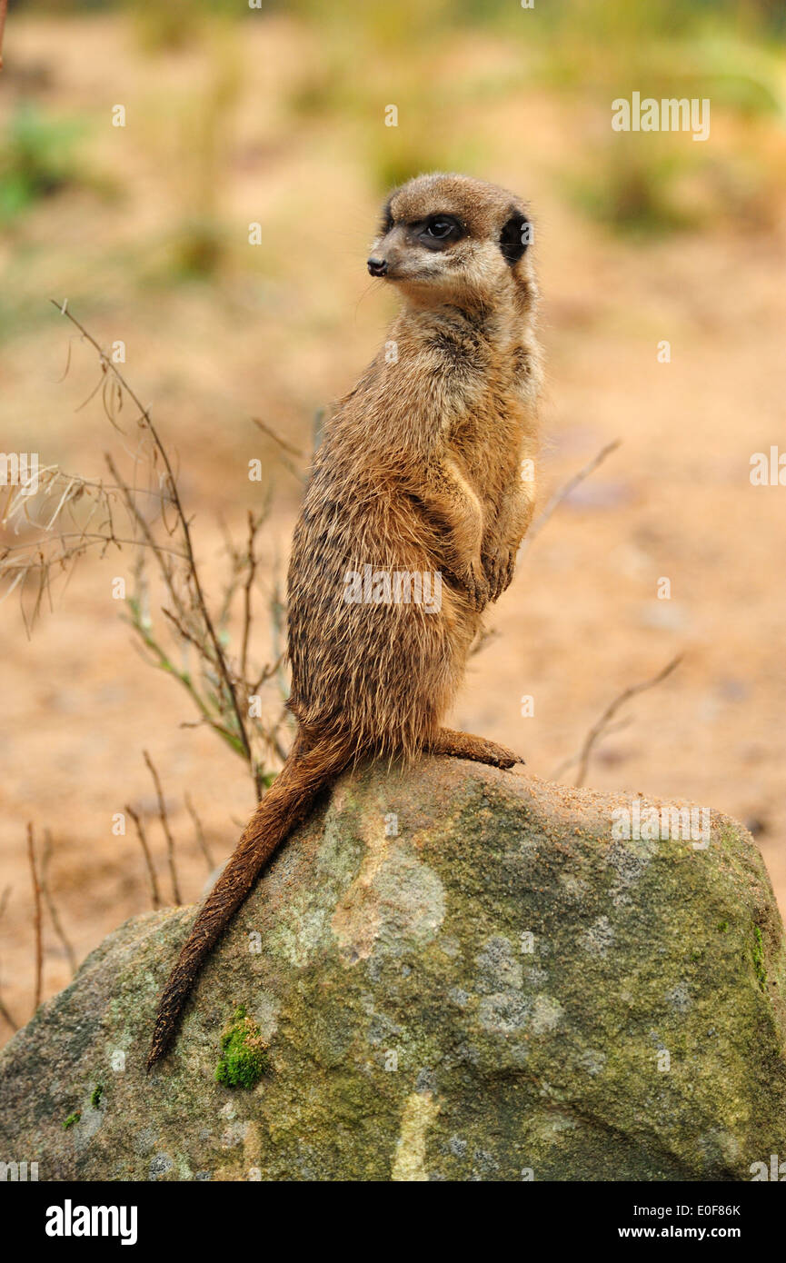 Erdmännchen (Suricata suricatta) • Nürnberg, Bayern, Deutschland Stock Photo