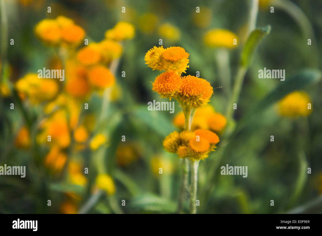 Helichrysum apiculatum 'Baby Gold', gardening, Summer Annual Ornamental plant, annuals, Garden flowers (CTK Photo/Libor Sojka) Stock Photo