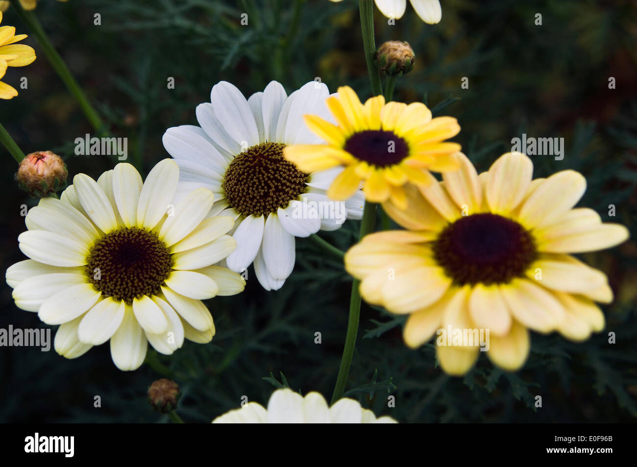 Cobbitty daisy, Argyranthemum frutescens, gardening, Summer Annual