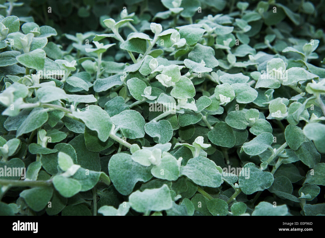 Helichrysum petiolare 'Silver', gardening, Summer Annual Ornamental plant, annuals, Garden flowers (CTK Photo/Libor Sojka) Stock Photo