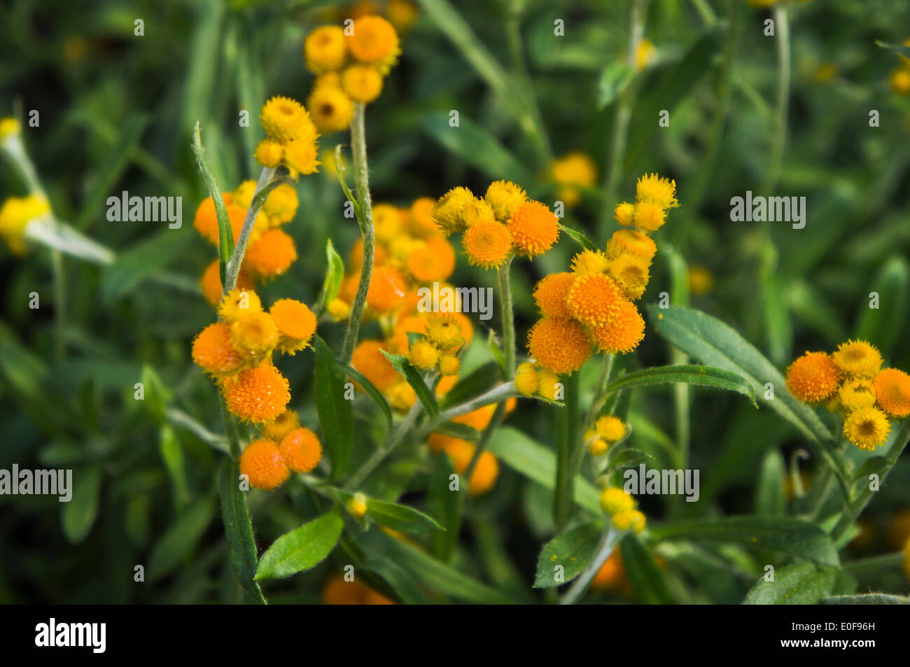 Helichrysum apiculatum 'Baby Gold', gardening, Summer Annual Ornamental plant, annuals, Garden flowers (CTK Photo/Libor Sojka) Stock Photo