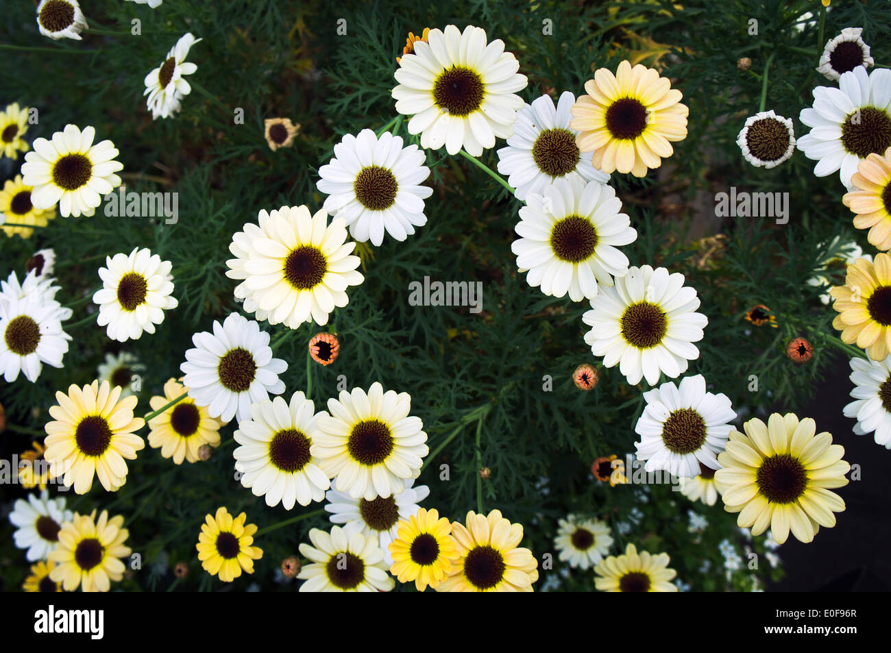 Cobbitty daisy, Argyranthemum frutescens, gardening, Summer Annual Ornamental plant, annuals