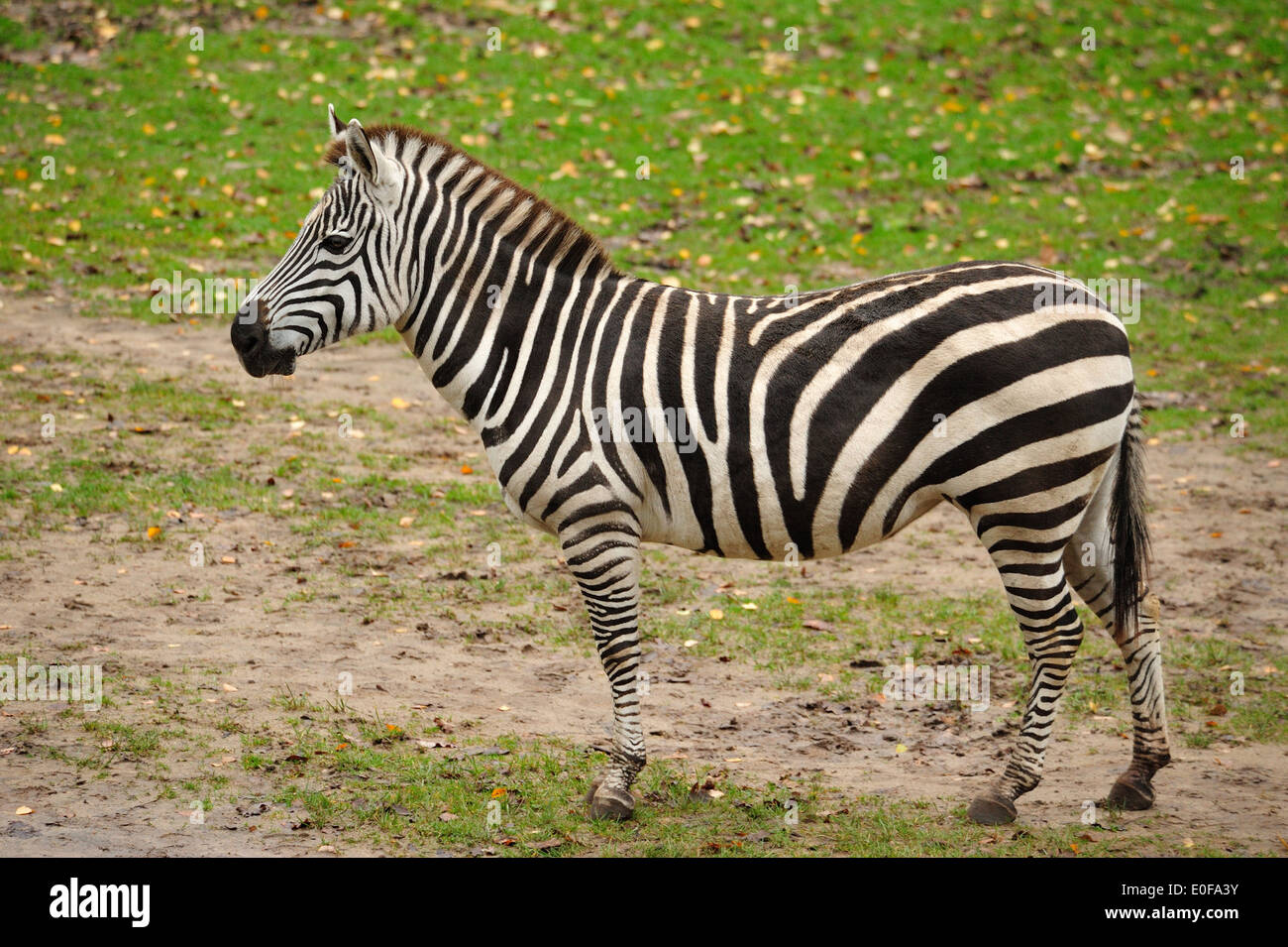 Steppenzebra (Equus quagga) • Nürnberg, Bayern, Deutschland Stock Photo